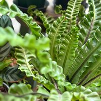アスプレニウム,観葉植物,花のある暮らし,観葉植物のある暮らし,花好きな人と繋がりたいの画像