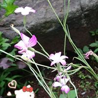 アグロステンマ,ピンクの花,種からの栽培,プラ鉢で栽培,アグロステンマの栽培の画像