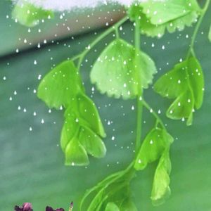 アジアンタム,アジアンタム,アジアンタム,クサソテツ(コゴミ),コゴミ（クサソテツ）の画像