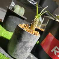 パキポディウム,パキポディウム,パキポディウム,観葉植物,岩手県の画像