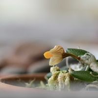 デンドロビウム,デンドロビウム リチェナストラム,洋ラン,野鳥,キビタキの画像