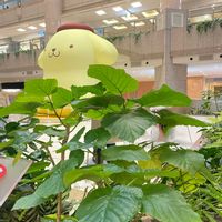 ウンベラータ,ウンベラータ,エバーフレッシュ,観葉植物,ありがとう♡の画像