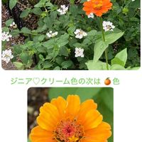 ジニア,トレニア,クリサンセマム,コバノランタナ,ペラルゴニウム・シドイデスの画像