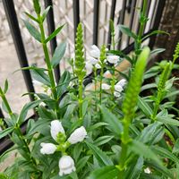 ハナトラノオ,鉢植え,明るい日陰,プランター,ガーデニング初心者の画像