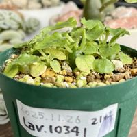 ソテツ,ソテツの雄花,Dorstenia sp nov LAV 10341,ドルステニア sp.lav.10341,ドルステニア愛でる会の画像