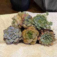 リトープス,ハオルチア,多肉植物いろいろ,多肉植物いろいろ,エケベリア アルビカンスの画像