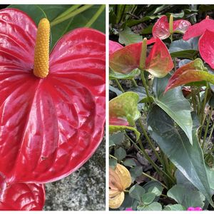 アンスリウム,ヒマワリ,コチレドン属 ゴルビュー,ホスタ ジューン,紫陽花挿し木の画像