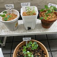 ベランダの画像