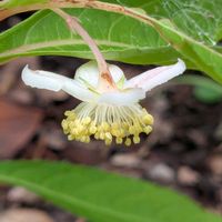 センリョウ,千両,ベニガク,ヤブミョウガ,ホソヒラタアブの画像