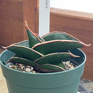 サンセベリア・ロリダ,サンセベリア,観葉植物,ロリダ,和室の画像