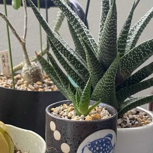 冬は室内,夏はベランダ,ベランダの画像