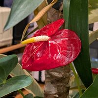 アンスリウム,エンダイブ,チコリ,野菜,チコリーの画像