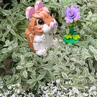 アンスリューム,シレネ・ユニフローラ,ユーフォルビアダイヤモンドスノー,いつもありがとう♡,今日のお花の画像