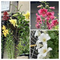 カサブランカ,テッポウユリ,コオニユリ,コオニユリ,オウゴンオニユリの画像