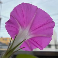 アサガオ,朝顔,アサガオ♡,うなじショット, アサガオの画像