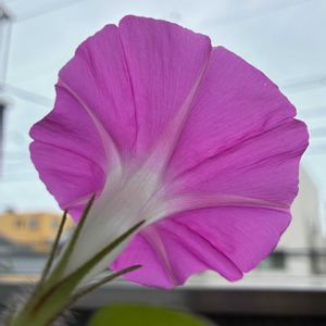 アサガオ,朝顔,アサガオ♡,うなじショット, アサガオの画像