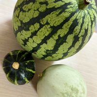 スイカ,メロン,かぼちゃの画像