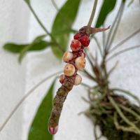 アンスリウム,アンスリウム　グラシレ,観葉植物,今日のお花,アンスリウム 原種の画像