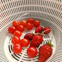 ニワウメ,ワイルドストロベリーの画像