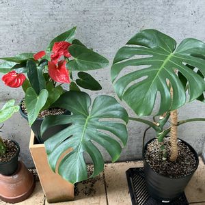 アンスリウム,モンステラ,多肉植物,塊根植物,コーデックスの画像