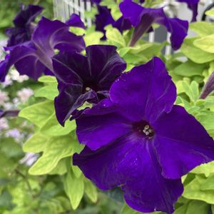 紫色の花,#ガーデニング,エクステリアの画像