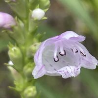 ハナトラノオ,花壇,ガーデニング,山野草,シソ科の画像