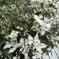 ブライダルベール,ヒューケラ,アルテルナンテラ エンジェルレース,観葉植物,斑入り好き♡の画像