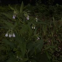 コンフリーの画像