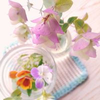 オレガノ ケントビューティーの画像