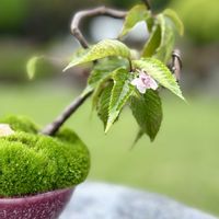 サクラ,桜,盆栽,ミニ盆栽,山野草の画像