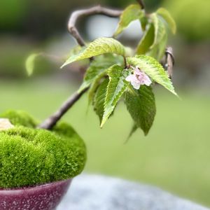サクラ,桜,盆栽,ミニ盆栽,山野草の画像