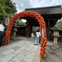 ホオズキ,ホオズキ,アサザ,深大寺,風鈴の画像