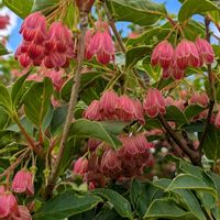 高山植物,サラサドウダン,ベニサラサドウダン,鮮やか ,瑞々しいの画像