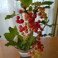 カリンズ,カリンズ,一輪挿し,赤い実,花友さんに感謝の画像