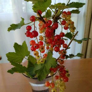 カリンズ,カリンズ,一輪挿し,赤い実,花友さんに感謝の画像