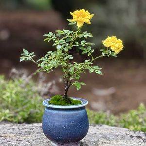 ミニバラ,盆栽,ミニ盆栽,豆盆栽,ミニ薔薇の画像