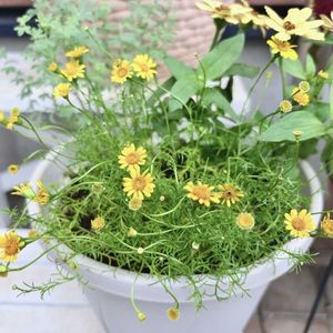ダールベルグ・デージー,リメイク,夏の花,花のある暮らし,小花好きの画像