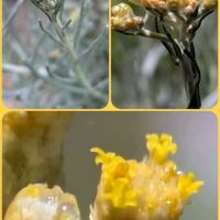 カレープラント,カレープラント,小さな花壇,花のある暮らし,植物好きの画像