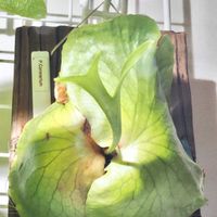 ビカクシダ,コロナリウム,成長記録の画像