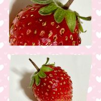イチゴ,ユリ,金魚草,百合,サニーレタスの画像