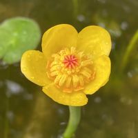 コウホネ,可愛いね✨✨,黄色い花,大船フラワーセンター,水辺の花の画像