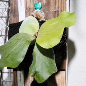 ビカクシダ,エレファントティス,成長記録の画像