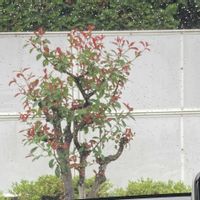 カナメモチの画像