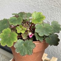 大文字草,シモツケ ,キリ,ほおづき,ホオヅキの画像