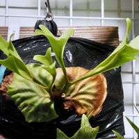 ビカクシダ,成長記録,リドレイ細葉の画像
