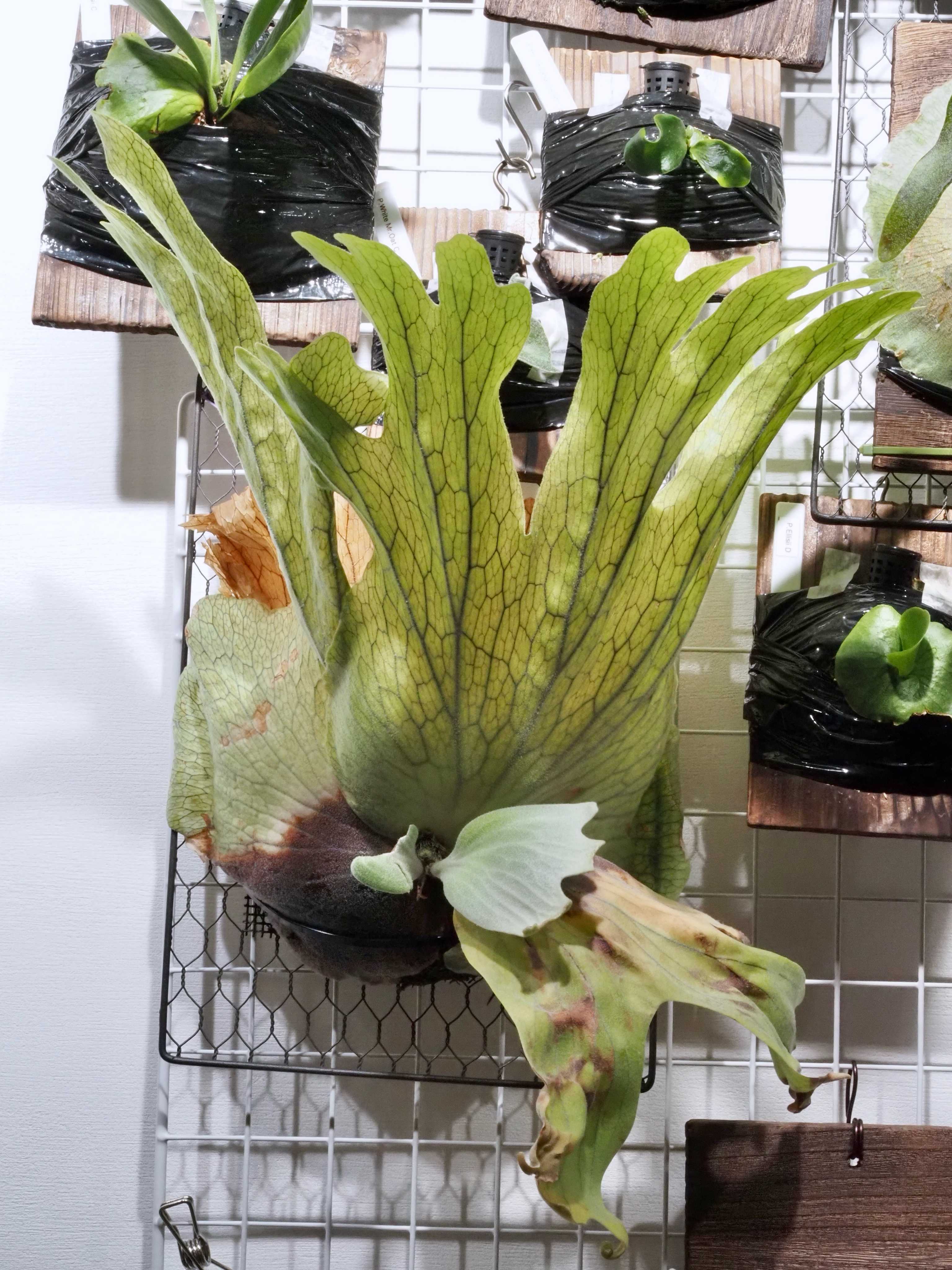 フーンシキ ビカクシダの森