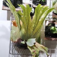ビカクシダ,ワリチー,成長記録の画像
