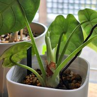 アロカシア,アロカシア　シルバードラゴン,アロカシア　シルバードラゴン,観葉植物,室内組の画像
