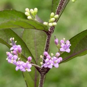 盆栽,小品盆栽,ミニ盆栽,山野草,豆盆栽の画像