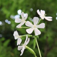 シュウメイギク,サボンソウ,ナンテンのお花,山野草,白い花の画像